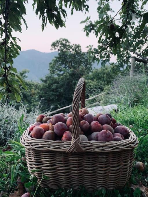 צ'רנוביו Il Riccio Appartamento מראה חיצוני תמונה